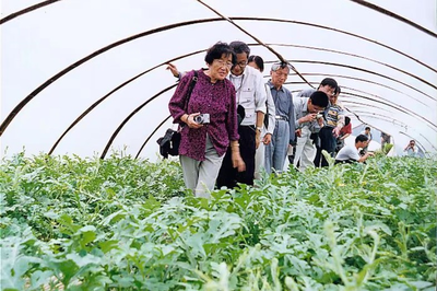 大棚西瓜托起“甜蜜”致富路 溫嶺西瓜產(chǎn)業(yè)發(fā)展30多年農(nóng)業(yè)技術(shù)的研究