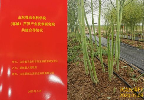 山東省農(nóng)業(yè)科學(xué)院蘆筍產(chǎn)業(yè)技術(shù)研究院成立 農(nóng)業(yè)技術(shù)研究的新里程碑